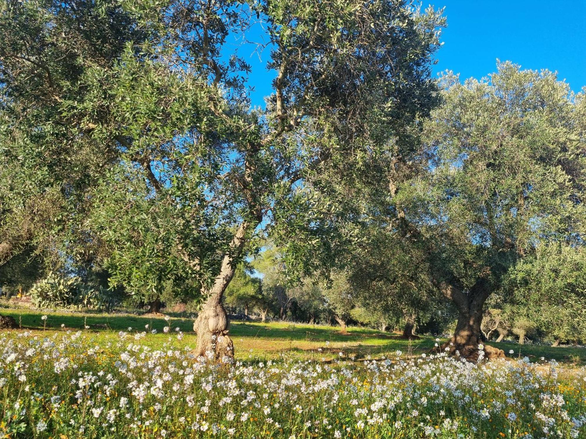 Trulli Di Spinaruta Acomodação com café da manhã Grottaglie Exterior foto